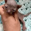 Male ELF Sphynx Kittens