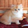 NEW Elite British kitten from Europe with excellent pedigree, female. Ninel