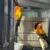 Sun conure