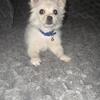 Pomeranian/ Doxie mixed