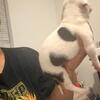 American bully
