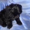 CKC male Shih tzu puppy Michigan $700