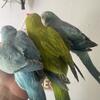 Beautiful Quakers hand raised colorful sweet  parrots