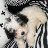 Maltipooh pups