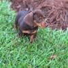 AKC chocolate and tan miniature dachshunds