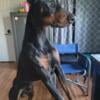 Akc Doberman Stud ( best embark stats in tri state area )