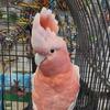 Parrots ! Cotorras !