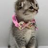 Scottish fold femae and male