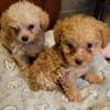 Gorgeous tiny toy poodle puppies