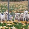 LAB puppies in southern Michigan