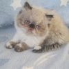 PERSIAN HIMALAYAN KITTEN-CFA