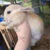 Lionhead/Rex bunnies