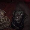 Cane Corso puppies for sale