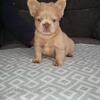 fluffy Frenchie puppies 7wks old 2,500
