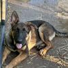 Reduced  Akc German Shepherd puppies