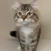 CFA registered female Siberian, brown mac tabby with white, Born 3/10/24