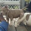 American Bully 1 male,