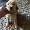 4 Beautiful F2b Golden Doodle Pups Looking For Homes