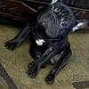 5 month old male & female french bulldog