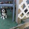 Cavalier King Charles Spaniel  AKC Puppy,will sell also without papers