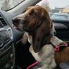 Rehoming Basset Hound