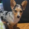 Cute Tiny Merle Tri Corgi female 