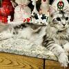 Maine Coon Female Kitten 