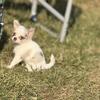 Chihuahua ckc longhair female black merle spotted