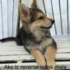 German shepherds 