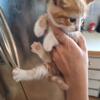 2 calico, 1 orange kittens $25