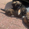 Female SHORKIE