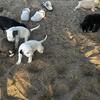 Pitbull Puppies Available