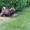 Chinese Tibetan mastiff puppies