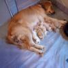 Upcoming golden retriever litter