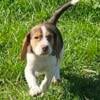 Beagle puppy