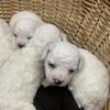 AKC Bichon Frise