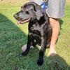 Mastiff lab female pup