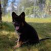 Long haired German shepherd puppies, girl