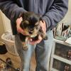 Teacup yorkie male