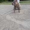 10 months old pocket male American bully