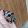 Sugar glider baby girl, black beauty, lineage