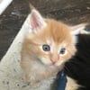 Pure breed Maine Coon orange kitty