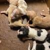 Chihuahua pups