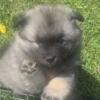 *KEESHOND PUPPIES AVAILABLE 01/2025*