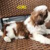 Pics added NAPR Registered ShihTzu's 2 male & 1 female Leesburg Florida 34748
