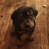 Dober Pit / Pit Pinscher, Female, 2 Months Old