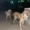 Merle Mastiffs