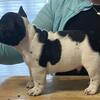 Quality French Bulldogs 