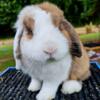 Blue-Eyed Lop Bunny