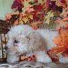 Phantom Mini Aussiedoodle Puppy for Sale